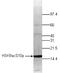 Histone H3 antibody, TA347172, Origene, Western Blot image 