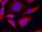 Protein Kinase AMP-Activated Catalytic Subunit Alpha 1 antibody, NB100-81784, Novus Biologicals, Immunocytochemistry image 