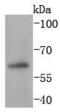 Paired Box 7 antibody, A00845-1, Boster Biological Technology, Western Blot image 