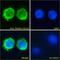 CD11b antibody, PA5-18727, Invitrogen Antibodies, Immunofluorescence image 