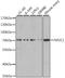 Nuclear Receptor Subfamily 2 Group C Member 1 antibody, A06568, Boster Biological Technology, Western Blot image 