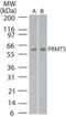 Protein Arginine Methyltransferase 5 antibody, NB100-56641, Novus Biologicals, Western Blot image 