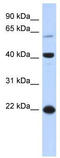 Basic Leucine Zipper Nuclear Factor 1 antibody, TA334720, Origene, Western Blot image 