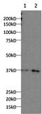 CNOT7 antibody, PA5-31139, Invitrogen Antibodies, Western Blot image 