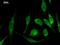 Mps one binder kinase activator-like 2 antibody, LS-C342622, Lifespan Biosciences, Immunofluorescence image 