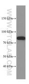 Protein Kinase C Alpha antibody, 66421-1-Ig, Proteintech Group, Western Blot image 