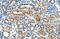 Gamma-Glutamyltransferase Light Chain 1 antibody, orb324961, Biorbyt, Immunohistochemistry paraffin image 