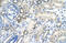 Tripartite Motif Containing 4 antibody, orb329940, Biorbyt, Immunohistochemistry paraffin image 