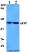 Arylsulfatase D antibody, A08673, Boster Biological Technology, Western Blot image 