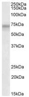 Dolichyl-Phosphate Mannosyltransferase Subunit 3, Regulatory antibody, AP32705PU-N, Origene, Western Blot image 