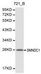 Survival Motor Neuron Domain Containing 1 antibody, LS-C192251, Lifespan Biosciences, Western Blot image 