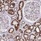ATP synthase subunit d, mitochondrial antibody, HPA042777, Atlas Antibodies, Immunohistochemistry paraffin image 