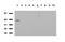 Zinc Finger And SCAN Domain Containing 18 antibody, LS-C796765, Lifespan Biosciences, Western Blot image 