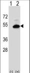 Sphingomyelin Synthase 2 antibody, LS-C169045, Lifespan Biosciences, Western Blot image 