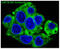 Heat Shock Protein Family A (Hsp70) Member 5 antibody, M00955, Boster Biological Technology, Immunofluorescence image 
