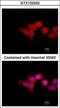 OTU Domain Containing 6B antibody, GTX122242, GeneTex, Immunocytochemistry image 