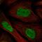 Transmembrane Protein 69 antibody, HPA026993, Atlas Antibodies, Immunofluorescence image 