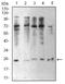 Chromobox 5 antibody, NBP2-52420, Novus Biologicals, Western Blot image 