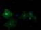 Phosphodiesterase 2A antibody, M03472-1, Boster Biological Technology, Immunofluorescence image 