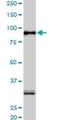 SRSF Protein Kinase 1 antibody, H00006732-M01, Novus Biologicals, Western Blot image 