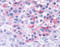 Transient Receptor Potential Cation Channel Subfamily V Member 4 antibody, TA317467, Origene, Immunohistochemistry frozen image 