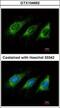 Activation Induced Cytidine Deaminase antibody, GTX104662, GeneTex, Immunofluorescence image 