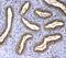 Fms Related Tyrosine Kinase 3 antibody, PA5-79269, Invitrogen Antibodies, Immunohistochemistry frozen image 