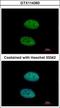 DEAD-Box Helicase 3 Y-Linked antibody, GTX114360, GeneTex, Immunofluorescence image 