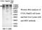 c-met antibody, MBS416769, MyBioSource, Western Blot image 