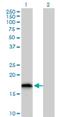 Glutaredoxin 2 antibody, H00051022-B01P, Novus Biologicals, Western Blot image 