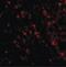 Mitochondrial Antiviral Signaling Protein antibody, LS-B1435, Lifespan Biosciences, Immunofluorescence image 