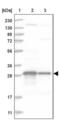 Thioredoxin domain-containing protein 9 antibody, PA5-56877, Invitrogen Antibodies, Western Blot image 