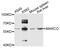 Macrophage Receptor With Collagenous Structure antibody, abx135966, Abbexa, Western Blot image 