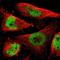 RING finger protein 38 antibody, NBP1-86453, Novus Biologicals, Immunofluorescence image 