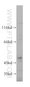 Transforming Growth Factor Beta 3 antibody, 18942-1-AP, Proteintech Group, Western Blot image 