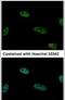 COP9 Signalosome Subunit 2 antibody, PA5-28430, Invitrogen Antibodies, Immunofluorescence image 