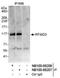 E3 ubiquitin-protein ligase RFWD3 antibody, NB100-68206, Novus Biologicals, Immunoprecipitation image 