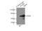Paired Box 8 antibody, 21383-1-AP, Proteintech Group, Immunoprecipitation image 