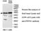 Zinc Finger Protein 561 antibody, MBS415501, MyBioSource, Western Blot image 