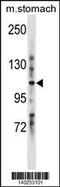 Leucine Rich Repeats And Immunoglobulin Like Domains 1 antibody, 60-704, ProSci, Western Blot image 