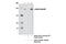 Rho GTPase Activating Protein 35 antibody, 12164S, Cell Signaling Technology, Immunoprecipitation image 