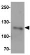 CASK Interacting Protein 2 antibody, GTX31467, GeneTex, Western Blot image 
