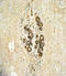 Erb-B2 Receptor Tyrosine Kinase 3 antibody, LS-C97504, Lifespan Biosciences, Immunohistochemistry frozen image 