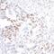 Interferon Regulatory Factor 1 antibody, NBP2-76419, Novus Biologicals, Immunohistochemistry frozen image 