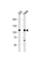 Spalt Like Transcription Factor 4 antibody, abx028391, Abbexa, Western Blot image 