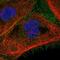 p33 antibody, NBP1-89790, Novus Biologicals, Immunofluorescence image 