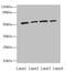 Ethanolamine kinase 1 antibody, CSB-PA007850LA01HU, Cusabio, Western Blot image 