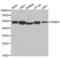 SS-A antibody, LS-C335194, Lifespan Biosciences, Western Blot image 