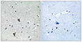 Oxidation Resistance 1 antibody, abx014691, Abbexa, Western Blot image 