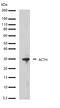 Proopiomelanocortin antibody, 701293, Invitrogen Antibodies, Western Blot image 